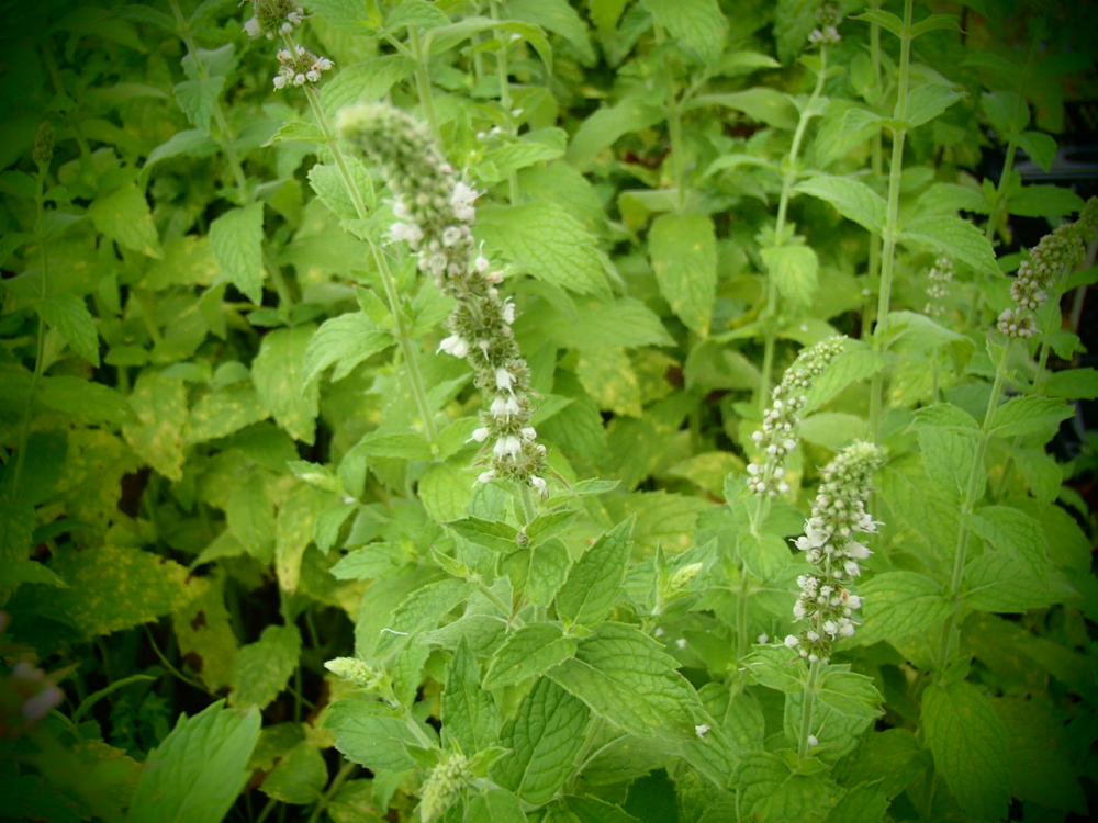 18869 / Mentha spicata 'Fuzzy Spearmint'